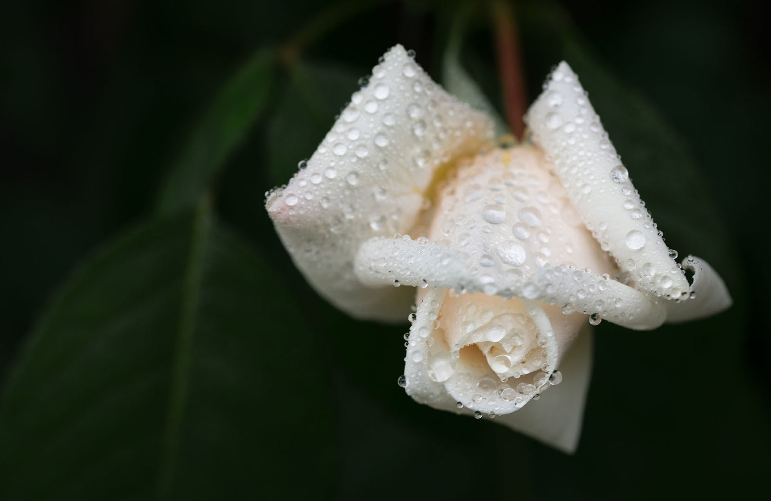 White rose with water droplets on a dark background