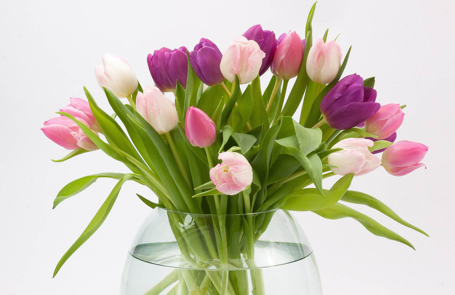 Tulips in pink purple and white tones in a glass vase full of water