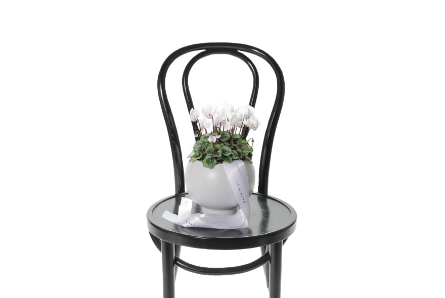 A premium white CYCLAMEN Plant displayed in a premium white ceramic ball vase (with foot). White plant sitting on a black bentwood chair.