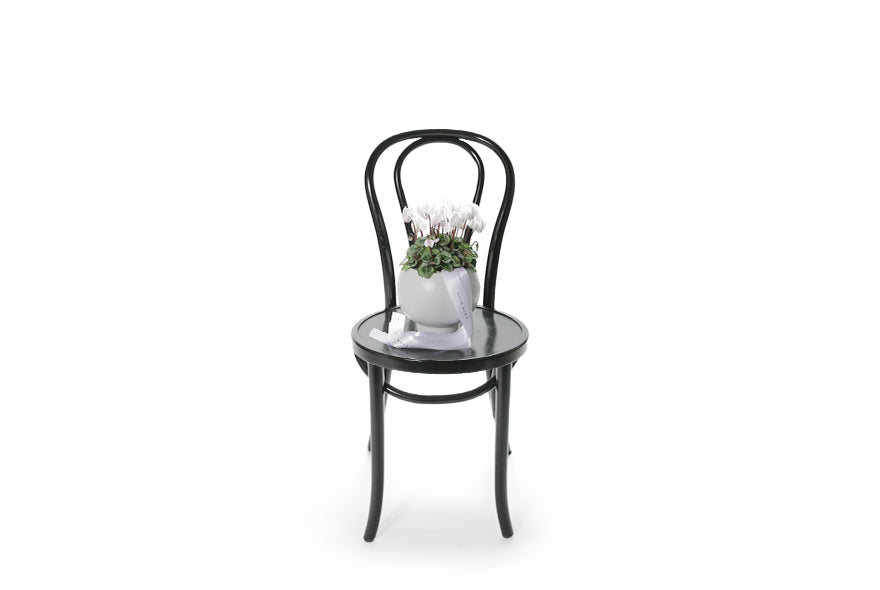 Wide image of the white cyclamen plant. A premium white CYCLAMEN Plant displayed in a premium white ceramic ball vase (with foot). White plant sitting on a black bentwood chair.