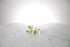 White buttonhole flowers on a marble surface with a light grey background
