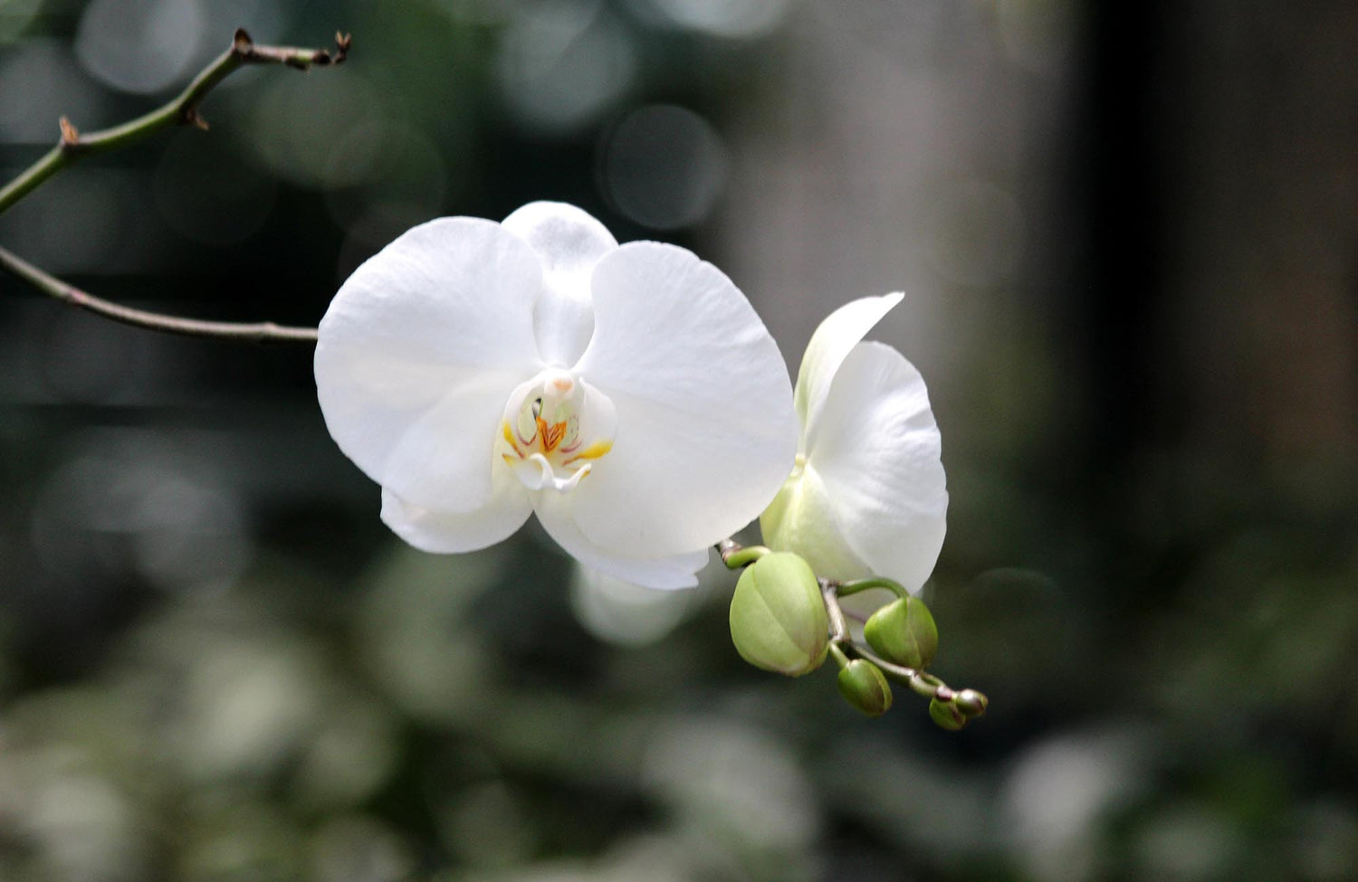 White orchid flower with a blurred green background