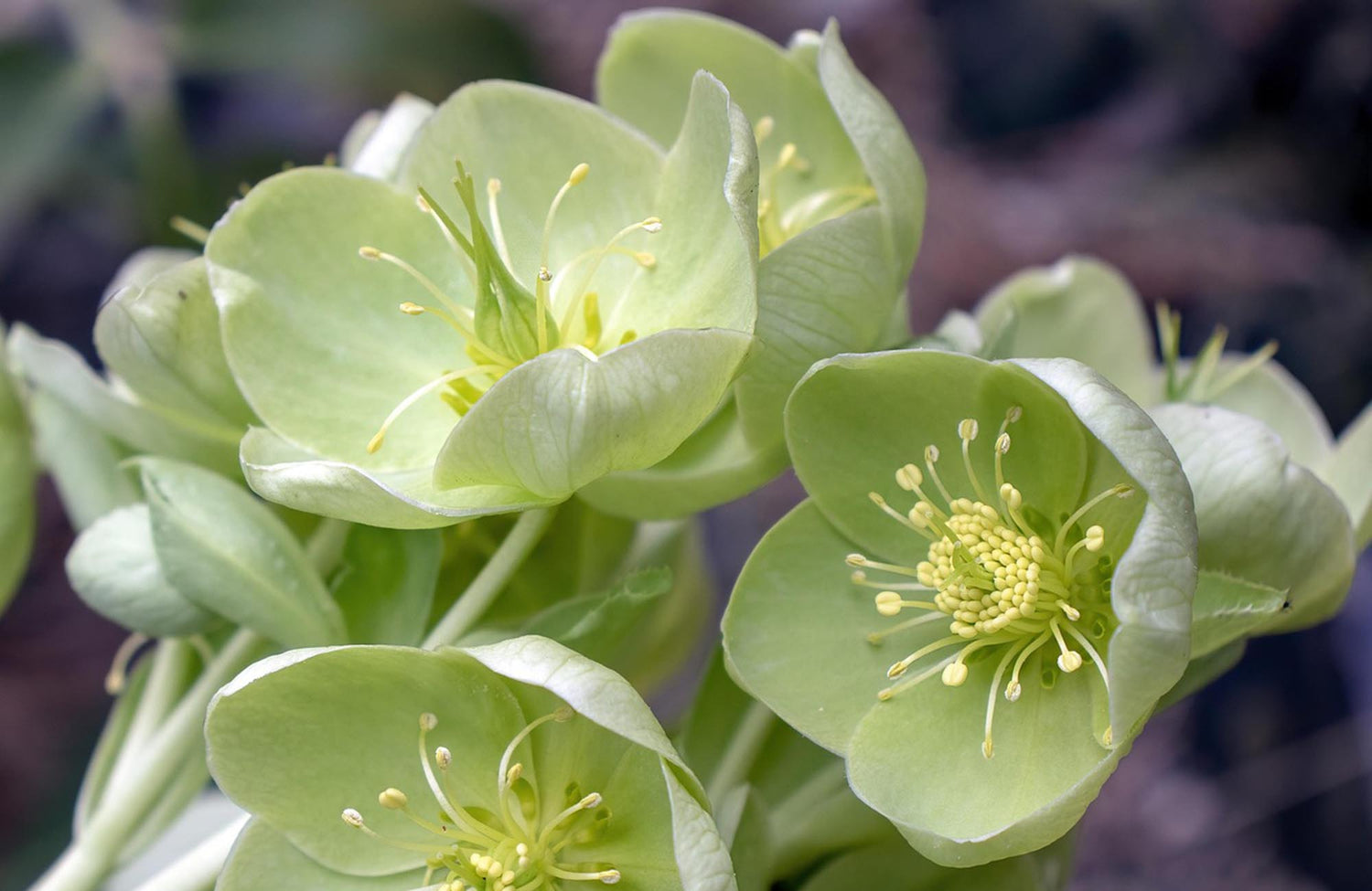Close-up of green rose flowers with a blurred background