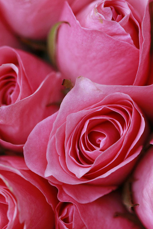 Close-up of pink anniversary roses with a soft focus background