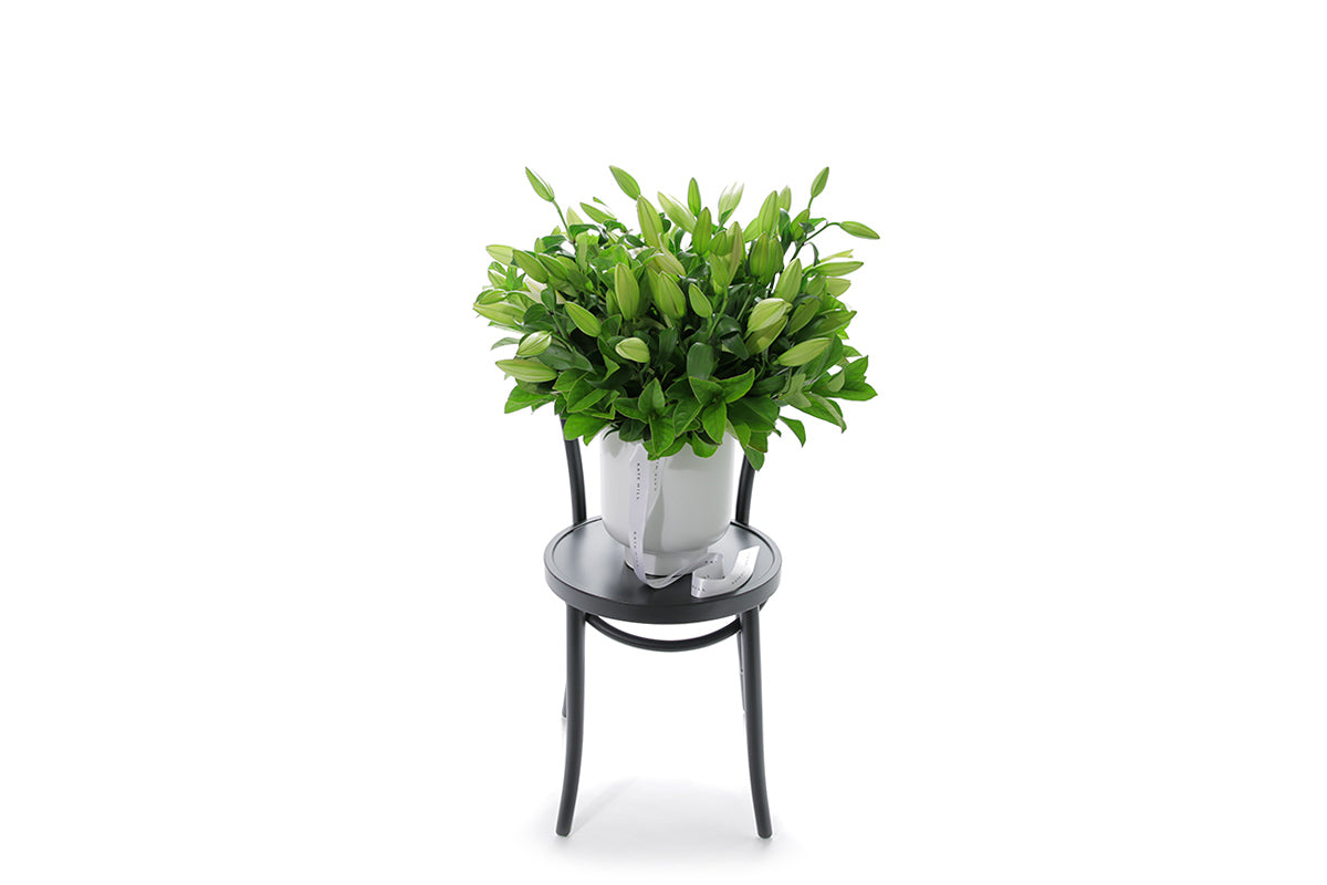VALERIE 20 stems of white oriental lilies in a large white footed ceramic vessel