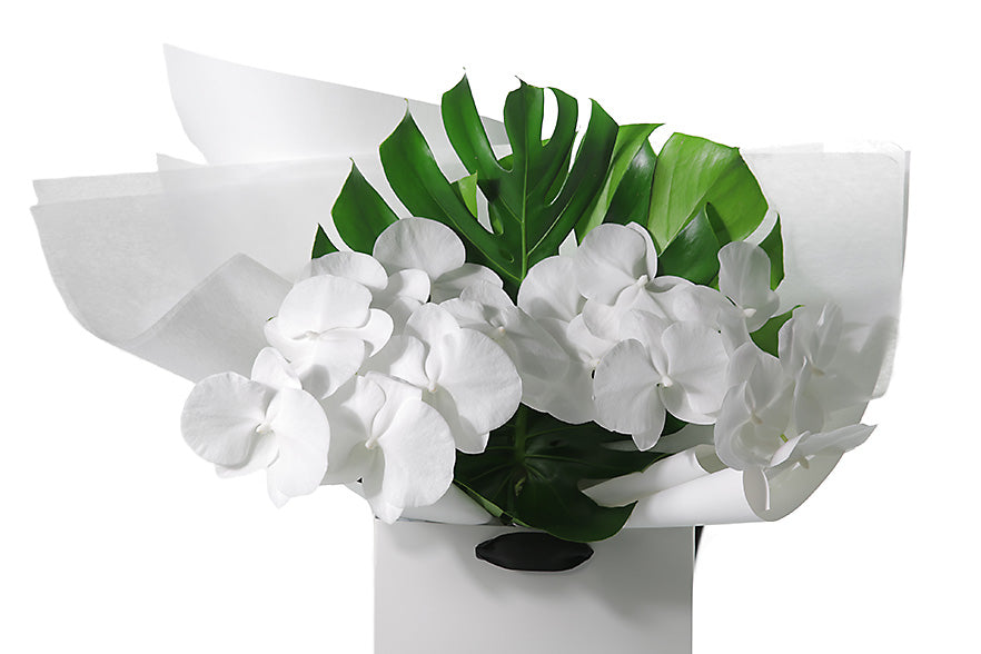 Chic and long lasting gift bouquet featuring 2 stems of pure white phalaenopsis orchids and lush green monsteria leaves. Bouquet presented in Kate Hill Flower Bag. Close image of the flower so you can see the quality and whats within the gift bouquet. Non fragrant bouquet so perfect for those with allergies.
