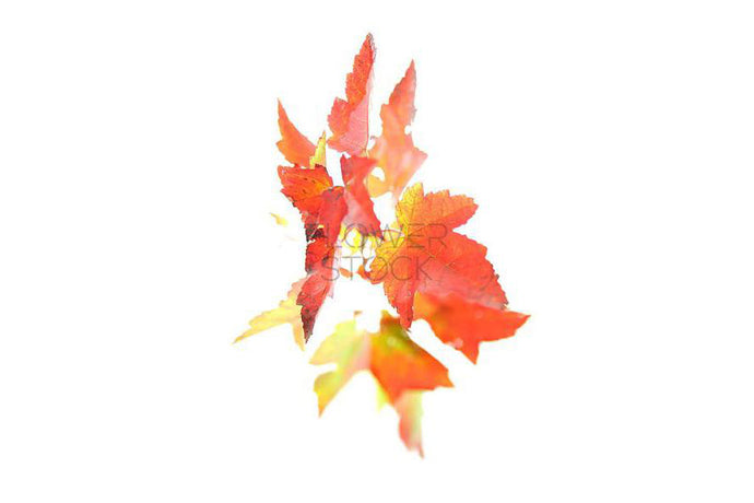 Flower Stock | Maple Leaf Greeting Card