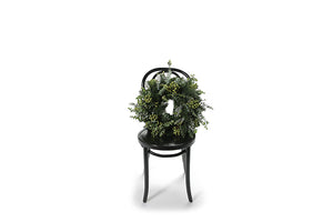 Wide image of fragrant and festive wreath. 45cm-55cm Christmas Wreath displaying fragrant festive foliage including norwegian spruce foliage, spinning gum eucalyptus foliage and green berries. Wreath is presented with ribbons to hang christmas wreath to your front door or sit on table for a christmas table decor. Festive wreath is sitting on a black bentwood chair.