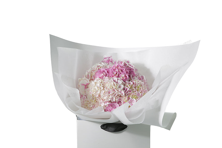 Close up image of the pink hydrangea bouquet. Small chic bouquet displaying a dome of pink hydrangeas (no additional foliage). Bouquet presented in Kate Hill Flower Bag. Bouquet bag sitting on black bentwood chair with white background.