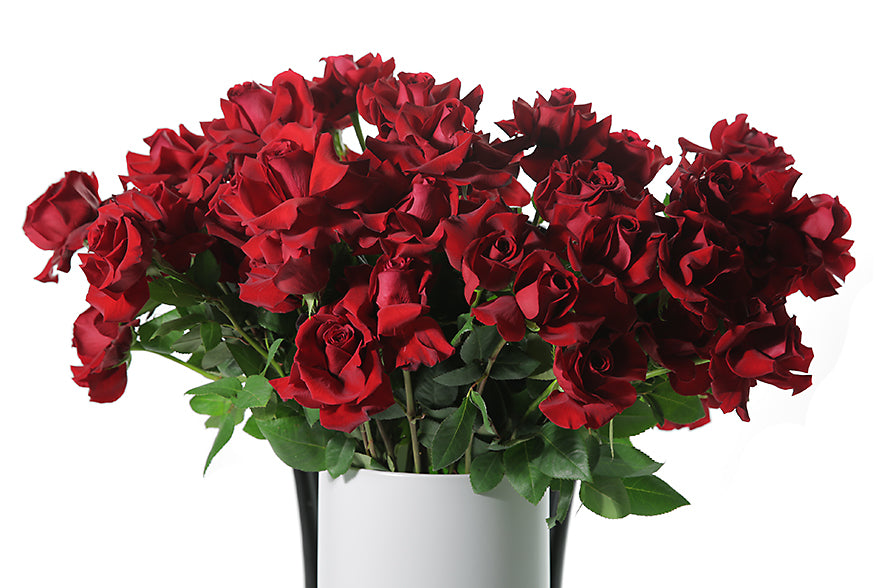 Up close image of red roses in white ceramic vase. A grande design, displaying 50 long stemmed red roses on mass in a large white footed ceramic vase. Large design is sitting on a black bentwood chair with white background.