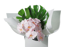 Up close image of the SADIE orchid flower bouquet. Chic and long lasting gift bouquet featuring 2 stems of blush phalaenopsis orchids and lush green monsteria leaves. Bouquet presented in Kate Hill Flower Bag. Orchid bouquet bag sitting on black bentwood chair with white background.